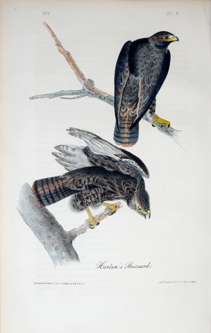 John James Audubon (American, 1785-1851), Pl 8 - Harlan's Buzzard