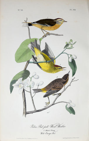 John James Audubon (American, 1785-1851), Pl 90 - Yellow Red-poll Wood-Warbler