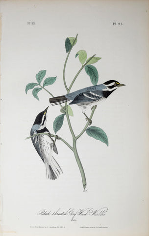 John James Audubon (American, 1785-1851), Pl 94 - Black-throated Grey Wood-Warbler
