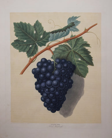 George Brookshaw (1751-1823), Black Hamburgh, Pl LIX