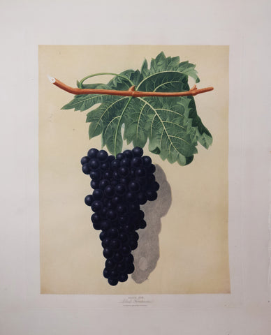George Brookshaw (1751-1823), Black Frontiac Grapes, Pl LVII