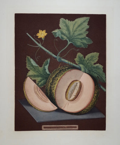George Brookshaw (1751-1823), Pl LXIX, "Melon"