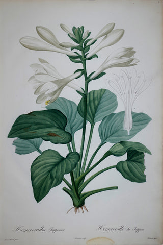 Pierre Joseph Redouté (1759-1840), Plantain Lily, Plate 3