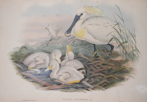 John Gould (1804-1881),   Platalea Leucorodia, "Spoon Bill"