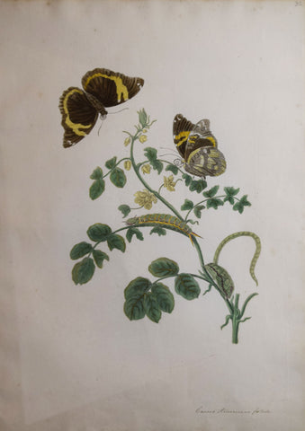 Maria Sibylla Merian, The Slaaperties Plant, Plate 32