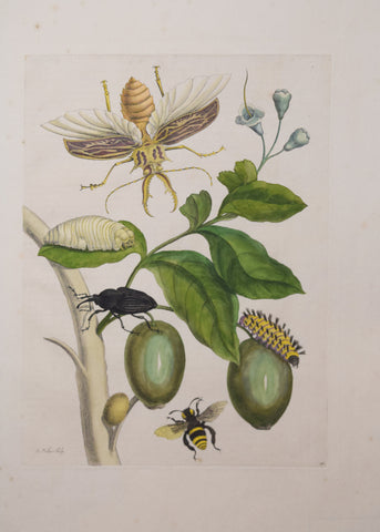 Maria Sibylla Merian (1647-1717), Branch with Beetles, Insects and Caterpillars; Plate 48