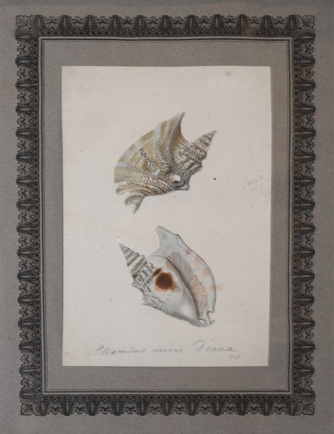 Richard Polydore Nodder (1793-1820), Plate 926