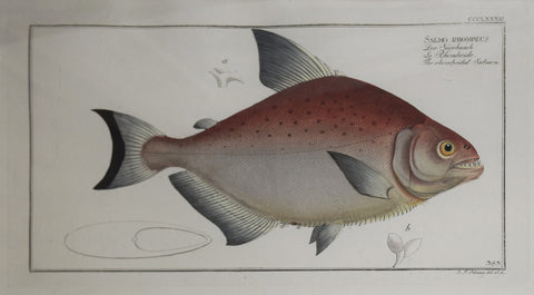 Marcus Elieser Bloch (1723-1799), Plate CCCLXXXIII The Rhomboidal Salmon