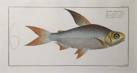 Marcus Elieser Bloch (1723-1799), Plate CCCLXXX The Toothless Salmon