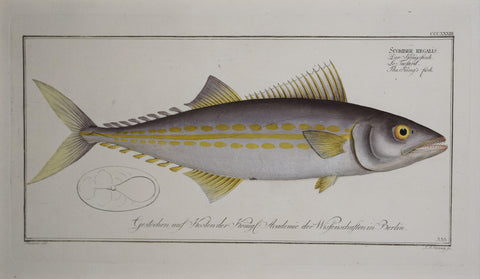 Marcus Elieser Bloch (1723-1799), Plate CCCXXXIII The King's Fish