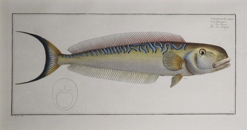 Marcus Elieser Bloch (1723-1799), Plate CLXXV The Sea Pea-cock