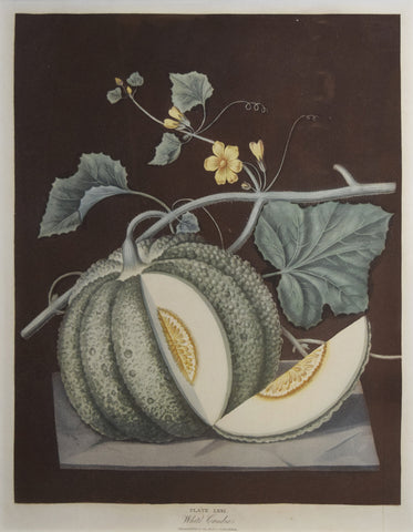 George Brookshaw (1751-1823), White Candia, Plate LXXI