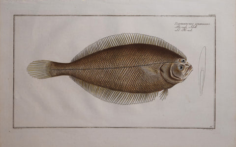 Marcus Elieser Bloch (1723-1799), Pleuronectes Limandoides Pl CLXXXVI