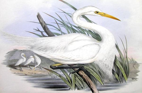 John Gould (1804-1881), Plumed Egret