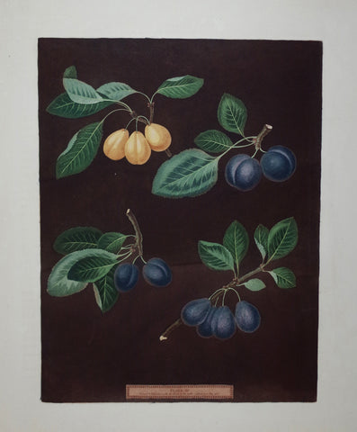 George Brookshaw (1751-1823), Plums, Pl XV