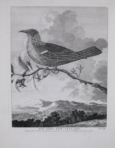 Capt. James Cook (1728-1779) and John Hawkesworth (1715?-1779), Poe Bird, New Zeeland No. LII