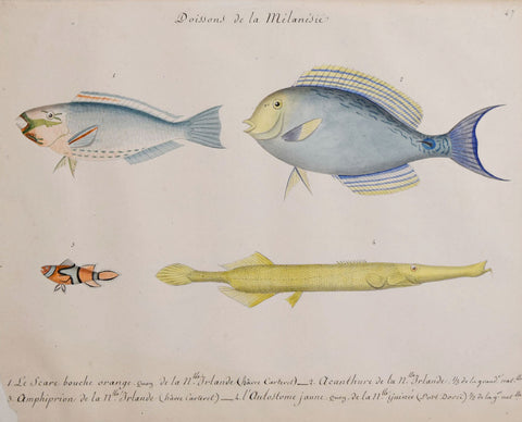 Christophe Paulin de la Poix de Freminville (1747-1848), Poissons de la Melanesie