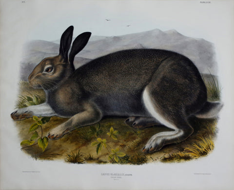 John James Audubon (1785-1851) & John Woodhouse Audubon (1812-1862), Polar Hare Pl. XXXII