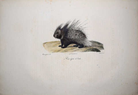 Frederic Cuvier (1769-1832) & Geoffroy Saint-Hilaire (1772-1844), Porc-epic d'Italie - Crested Porcupine