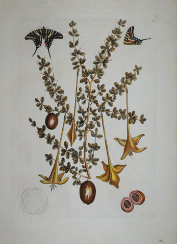 Mark Catesby (1683-1749), Prickly Apple P100