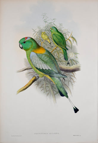 John Gould (1804-1881), Palaeornis Setarius