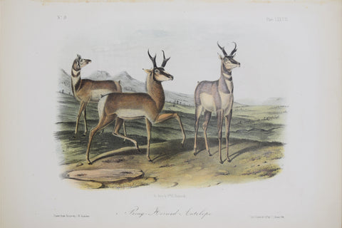 John James Audubon (1785-1851) & John Woodhouse Audubon (1812-1862), Prong Horned Antelope Pl. LXXVII