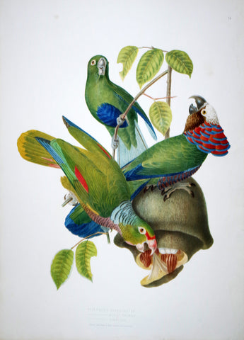 Jean Théodore Descourtilz (1796-1855), Psittacus Cyanocaster 9