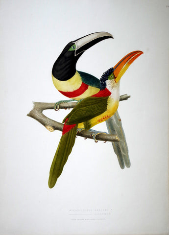 Jean Théodore Descourtilz (1796-1855), Pteroclossus Aracari 14