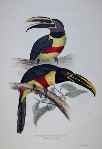 John Gould (1804-1881), Pteroglossus Castinotus