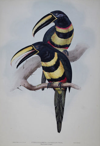 John Gould (1804-1881), Pteroglossus Pluricinctus