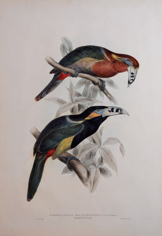 John Gould (1804-1881), Pteroglossus Maculirostris, "Spotted-Bill Aracari"