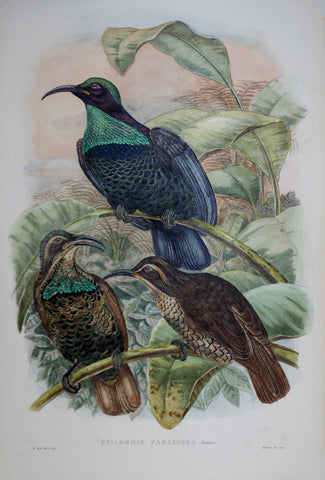 John Gould (1804-1881), Ptilorhis Paradisea