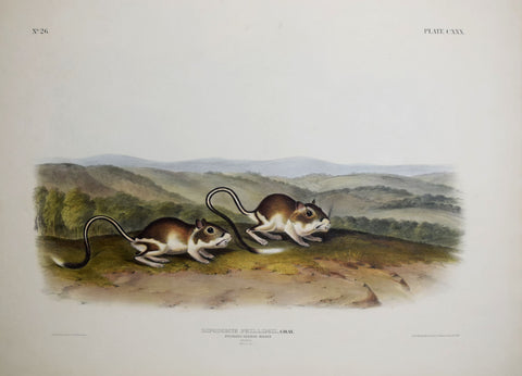 John James Audubon (1785-1851) & John Woodhouse Audubon (1812-1862), Pouched Jerboa Mouse Pl. CXXX