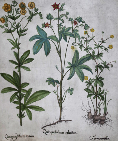Basilius Besler (1561-1629), Quinquefolium palustre
