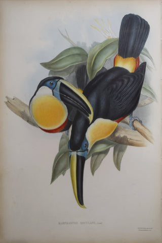 John Gould (1804-1881), Ramphastos osculans