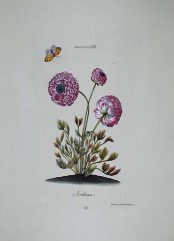 Georg Ehret (1708-1770), Ranunculus VIII P89
