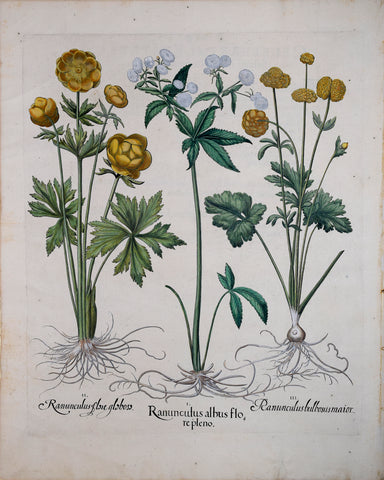 Basilius Besler (1561-1629), Ranunculus albus flore pleno