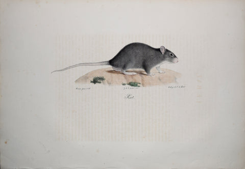 Frederic Cuvier (1769-1832) & Geoffroy Saint-Hilaire (1772-1844), Rat