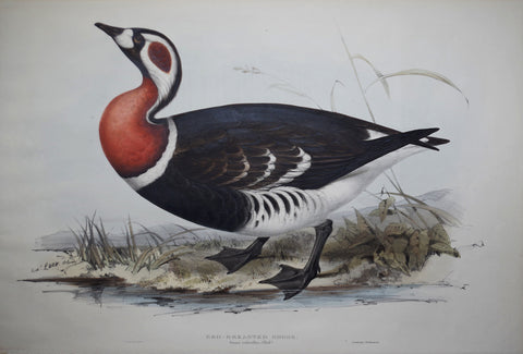 John Gould (1804-1881)  Red-breasted Goose