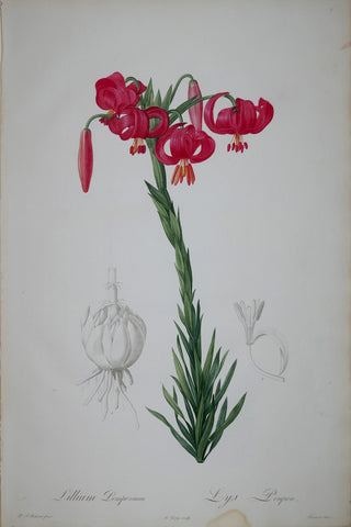 Pierre Joseph Redouté (1759-1840), Red Lily, Plate 7