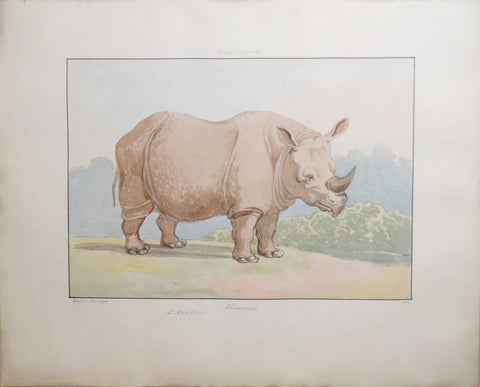 Charles Hamilton Smith (1776-1859), Rhinoceros of Asia