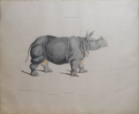 Charles Hamilton Smith (1776-1859), Rhinoceros of India