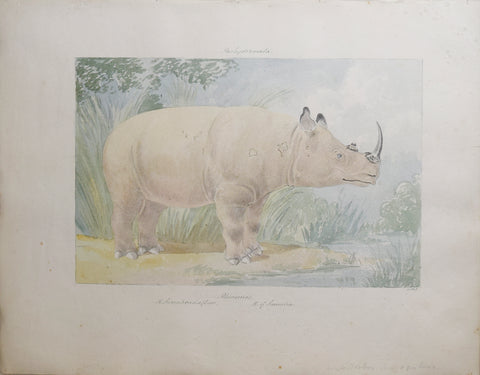 Charles Hamilton Smith (1776-1859), Rhinoceros of Sumatra