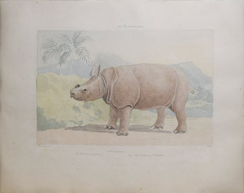Charles Hamilton Smith (1776-1859), Rhinoceros of the Island of Sunda
