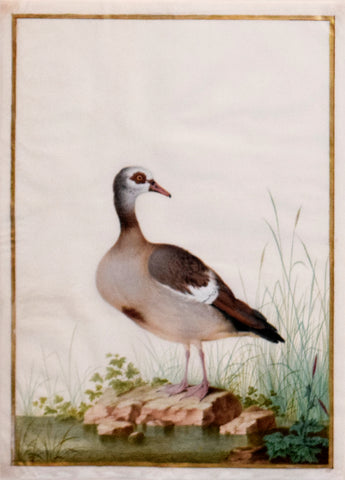 Nicolas Robert (French, 1614-1685), Oie d’ egypte (Egyptain Goose)
