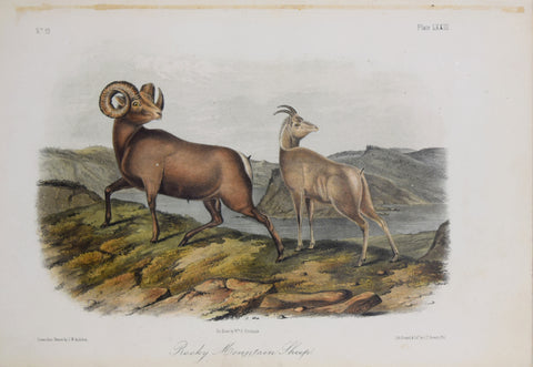 John James Audubon (1785-1851) & John Woodhouse Audubon (1812-1862), Rocky Mountain Sheep Pl. LXXIII