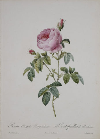 Pierre-Joseph Redouté (1759-1840), Rosa Centifolia Burgundiaca