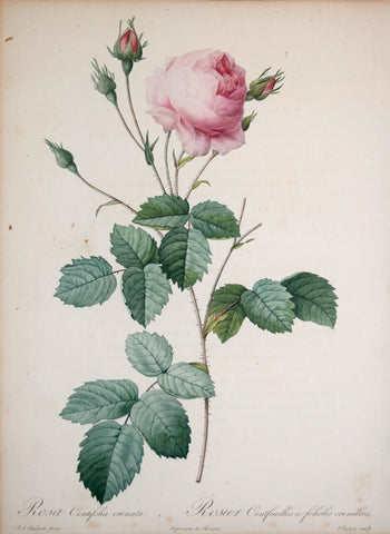 Pierre-Joseph Redouté (1759-1840), Rosa Centifolia crenata