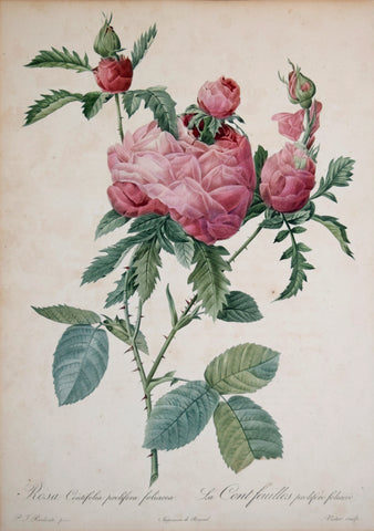 Pierre-Joseph Redouté (1759-1840), Rosa Centifolia prolifera foliacea