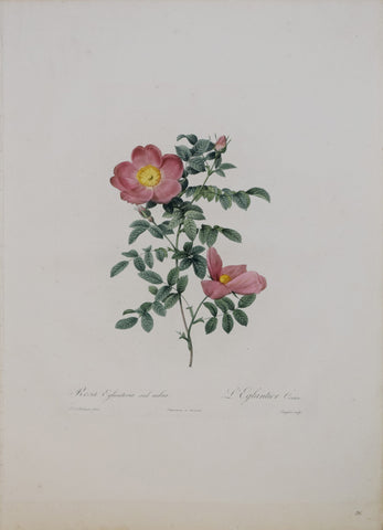 Pierre-Joseph Redouté (1759-1840), Rosa Eglantera Sub Rubra